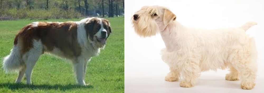 Sealyham Terrier vs Moscow Watchdog - Breed Comparison