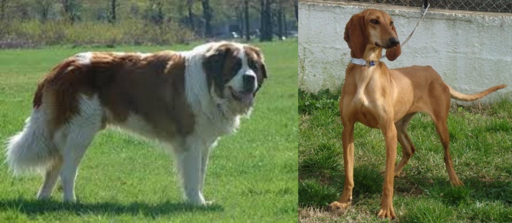 Segugio Italiano vs Moscow Watchdog - Breed Comparison