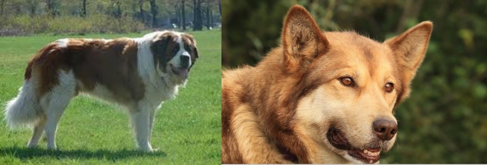 Seppala Siberian Sleddog vs Moscow Watchdog - Breed Comparison