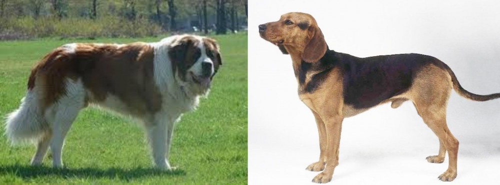 Serbian Hound vs Moscow Watchdog - Breed Comparison