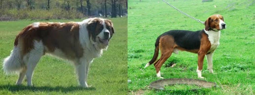 Serbian Tricolour Hound vs Moscow Watchdog - Breed Comparison