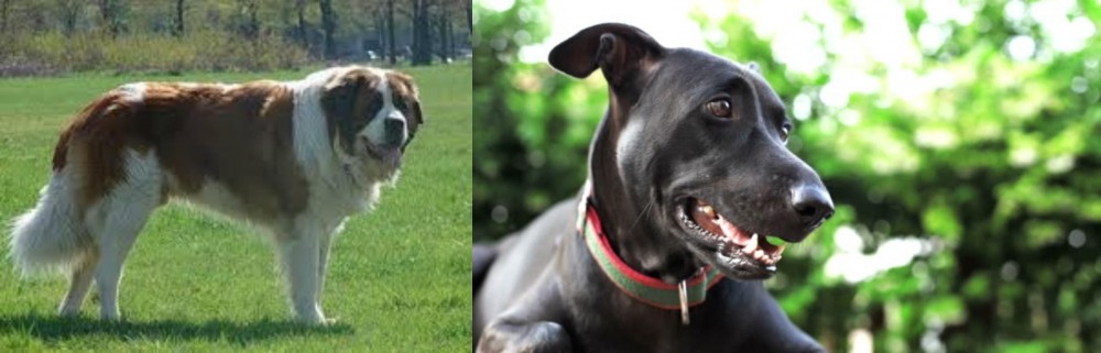Shepard Labrador vs Moscow Watchdog - Breed Comparison