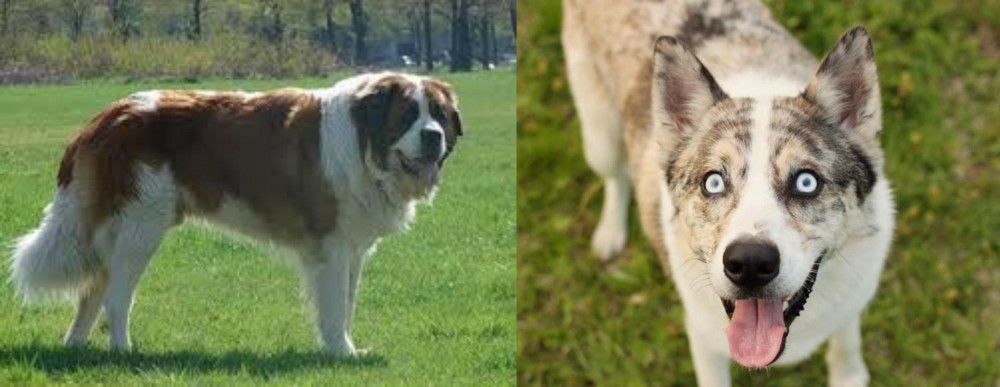 Shepherd Husky vs Moscow Watchdog - Breed Comparison