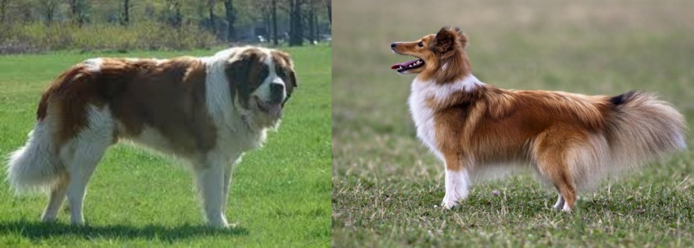 Shetland Sheepdog vs Moscow Watchdog - Breed Comparison
