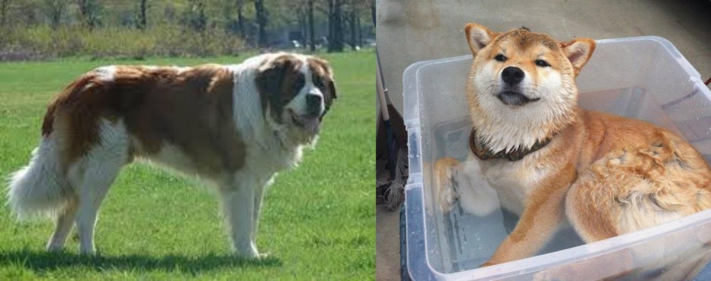 Shiba Inu vs Moscow Watchdog - Breed Comparison