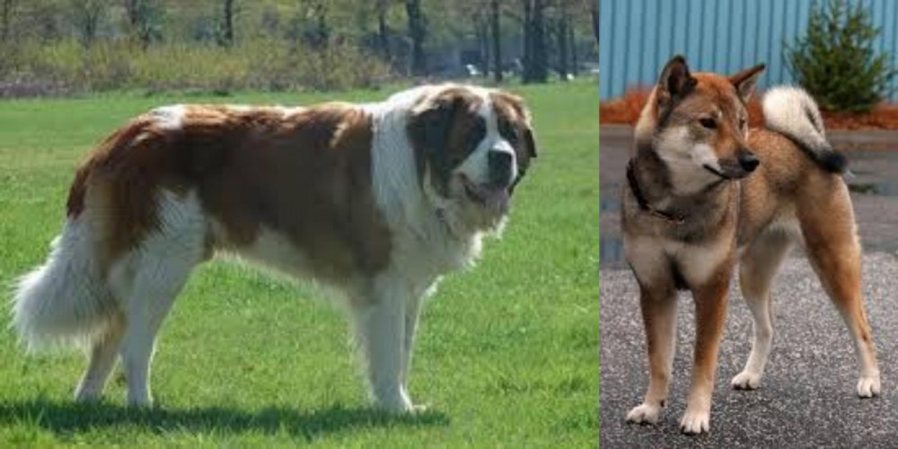 Shikoku vs Moscow Watchdog - Breed Comparison