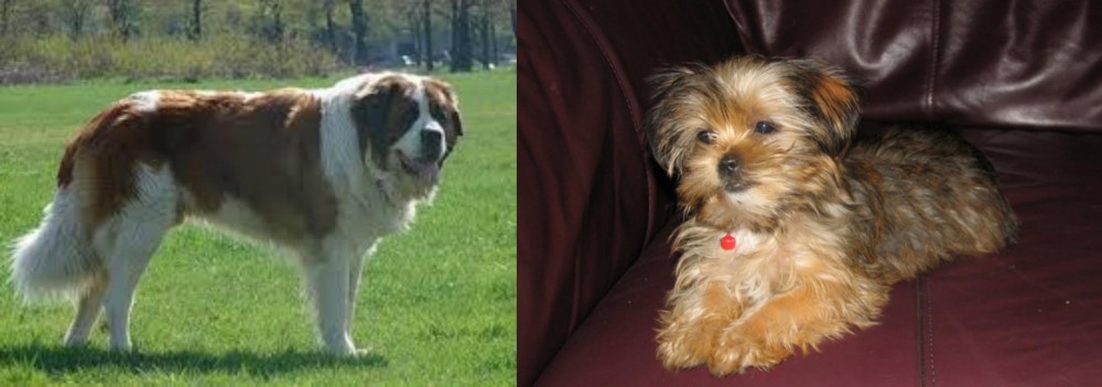 Shorkie vs Moscow Watchdog - Breed Comparison