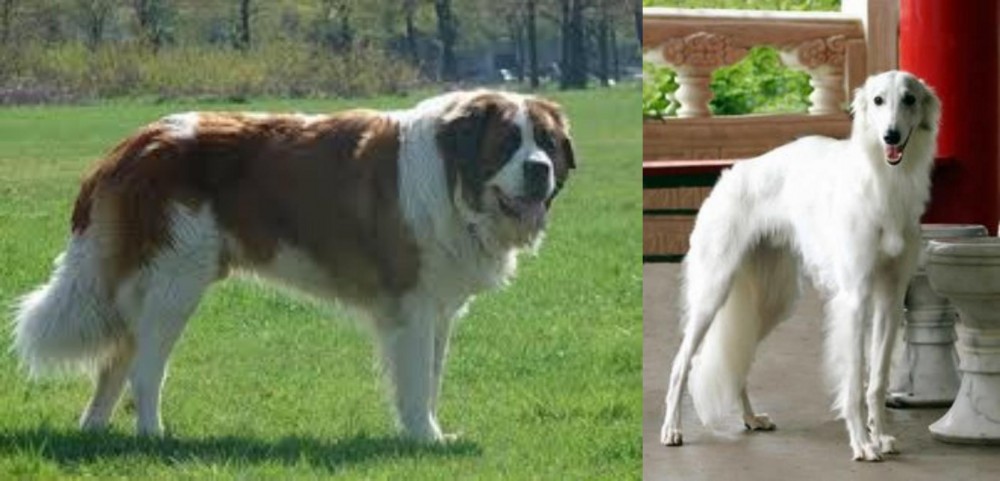 Silken Windhound vs Moscow Watchdog - Breed Comparison