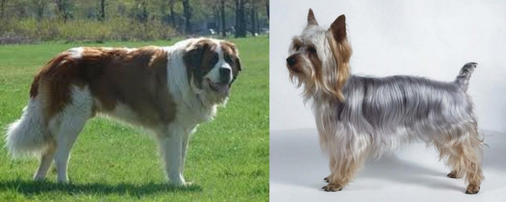 Silky Terrier vs Moscow Watchdog - Breed Comparison