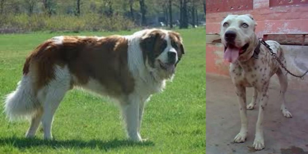 Sindh Mastiff vs Moscow Watchdog - Breed Comparison