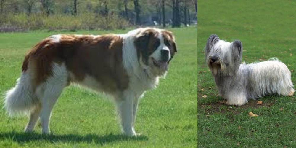 Skye Terrier vs Moscow Watchdog - Breed Comparison