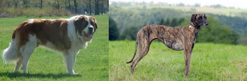 Sloughi vs Moscow Watchdog - Breed Comparison