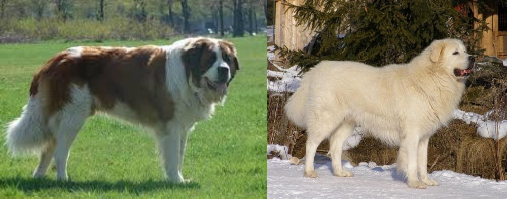 Slovak Cuvac vs Moscow Watchdog - Breed Comparison