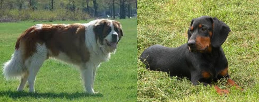 Slovakian Hound vs Moscow Watchdog - Breed Comparison