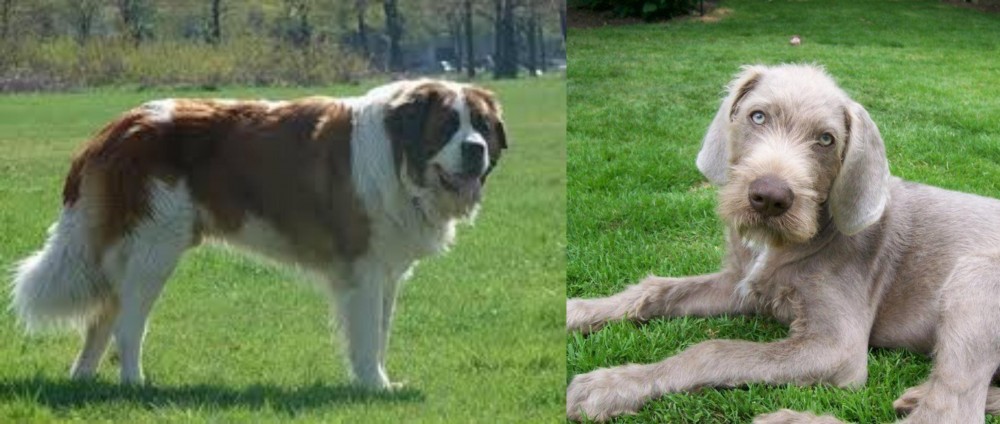 Slovakian Rough Haired Pointer vs Moscow Watchdog - Breed Comparison