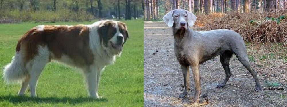 Slovensky Hrubosrsty Stavac vs Moscow Watchdog - Breed Comparison