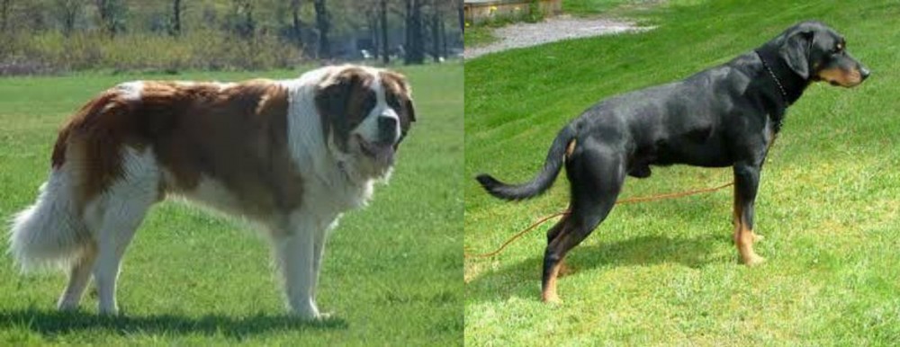 Smalandsstovare vs Moscow Watchdog - Breed Comparison