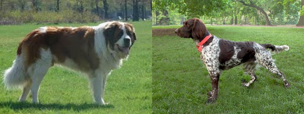 Small Munsterlander vs Moscow Watchdog - Breed Comparison