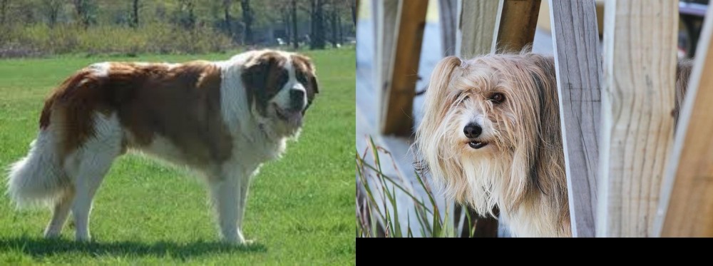 Smithfield vs Moscow Watchdog - Breed Comparison
