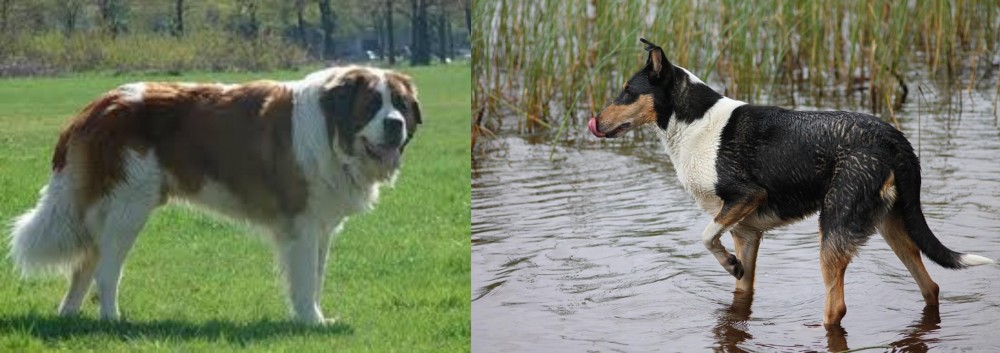 Smooth Collie vs Moscow Watchdog - Breed Comparison