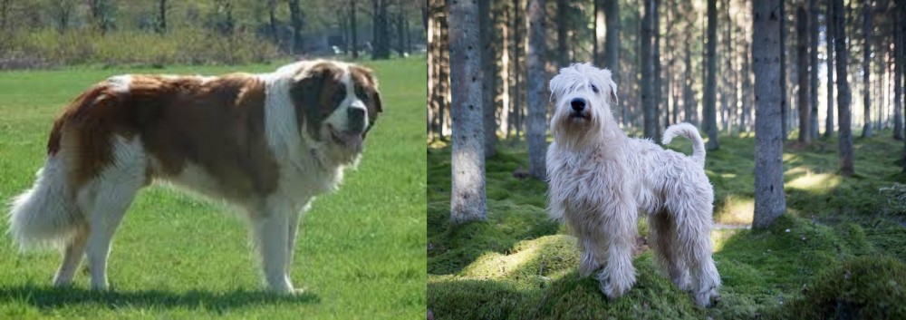 Soft-Coated Wheaten Terrier vs Moscow Watchdog - Breed Comparison