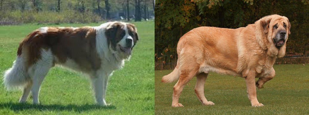 Spanish Mastiff vs Moscow Watchdog - Breed Comparison