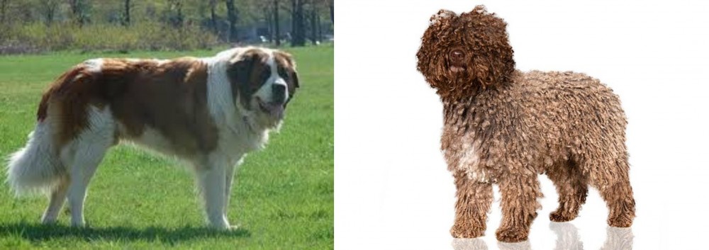 Spanish Water Dog vs Moscow Watchdog - Breed Comparison