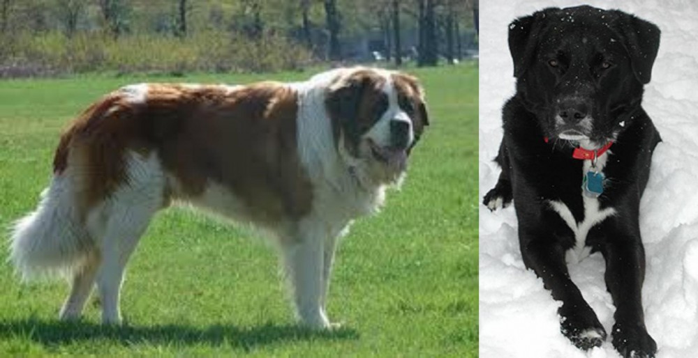 St. John's Water Dog vs Moscow Watchdog - Breed Comparison