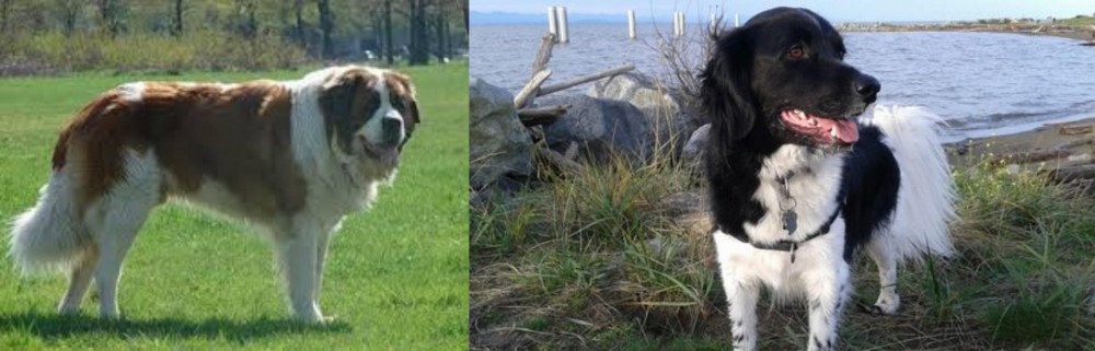Stabyhoun vs Moscow Watchdog - Breed Comparison