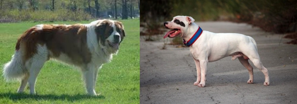 Staffordshire Bull Terrier vs Moscow Watchdog - Breed Comparison