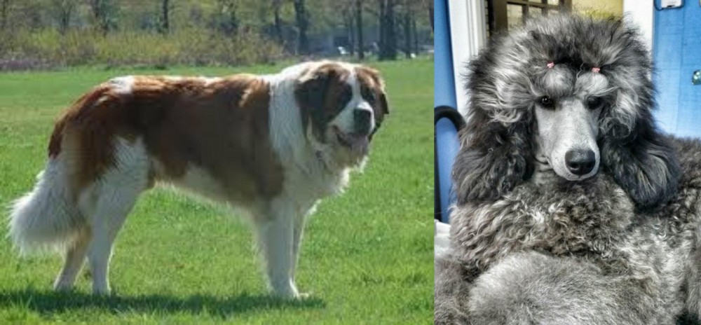Standard Poodle vs Moscow Watchdog - Breed Comparison