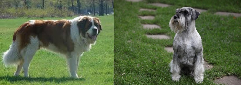 Standard Schnauzer vs Moscow Watchdog - Breed Comparison