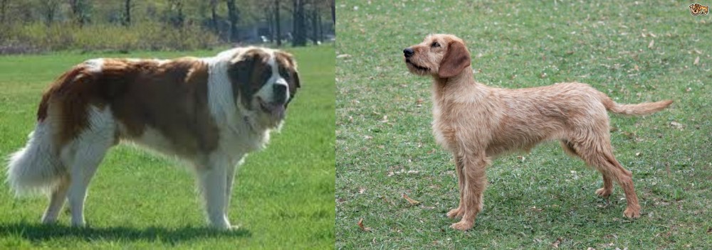 Styrian Coarse Haired Hound vs Moscow Watchdog - Breed Comparison