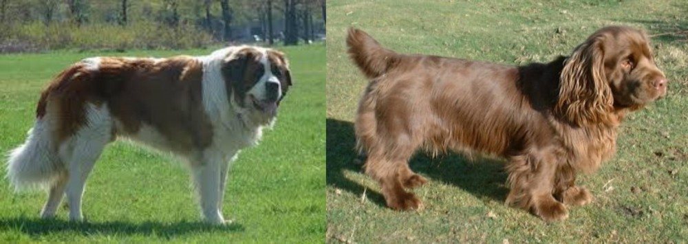 Sussex Spaniel vs Moscow Watchdog - Breed Comparison