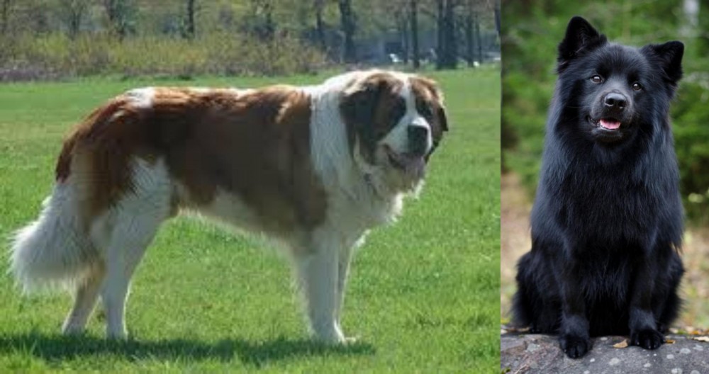 Swedish Lapphund vs Moscow Watchdog - Breed Comparison