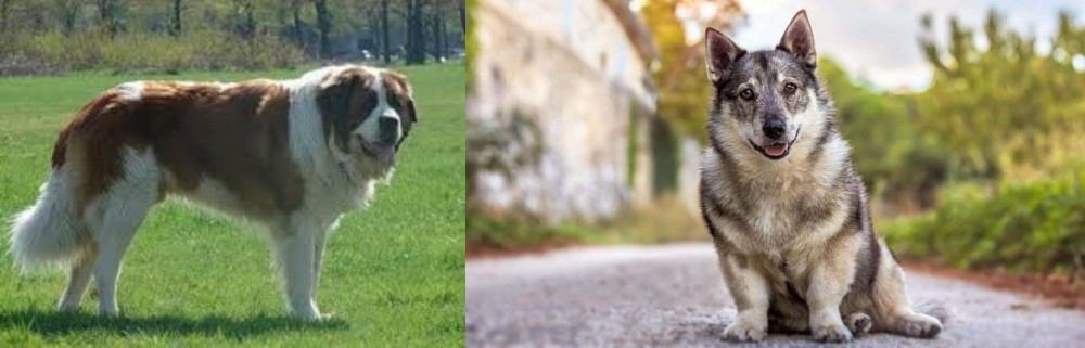 Swedish Vallhund vs Moscow Watchdog - Breed Comparison