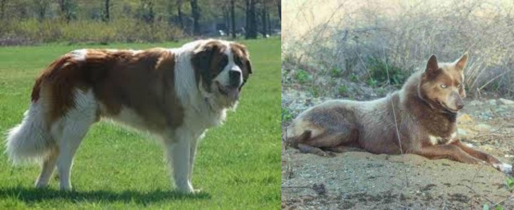 Tahltan Bear Dog vs Moscow Watchdog - Breed Comparison