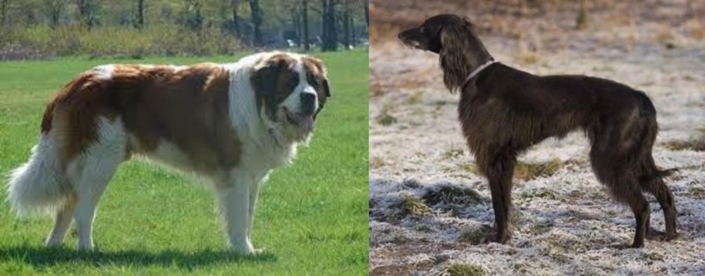 Taigan vs Moscow Watchdog - Breed Comparison