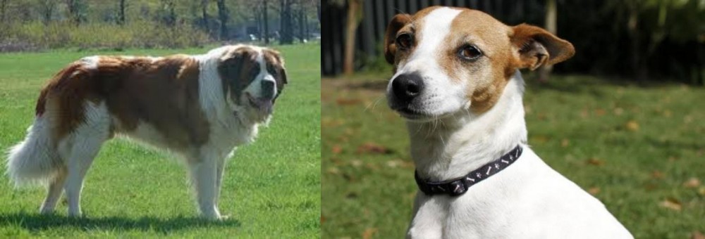 Tenterfield Terrier vs Moscow Watchdog - Breed Comparison