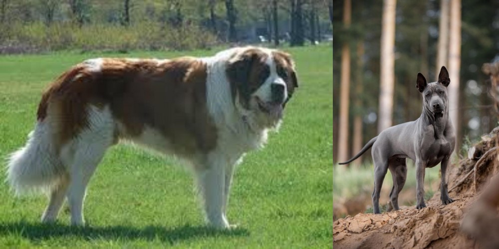 Thai Ridgeback vs Moscow Watchdog - Breed Comparison