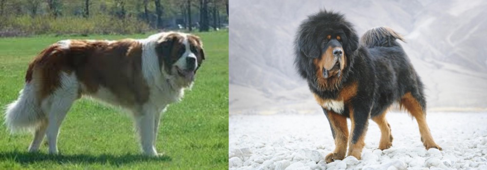 Tibetan Mastiff vs Moscow Watchdog - Breed Comparison