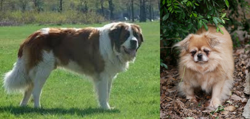 Tibetan Spaniel vs Moscow Watchdog - Breed Comparison