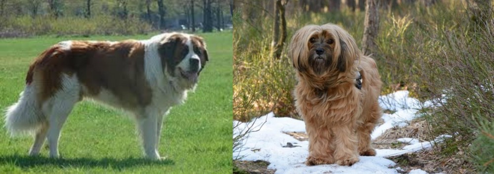 Tibetan Terrier vs Moscow Watchdog - Breed Comparison