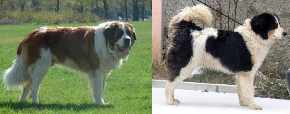 Tornjak vs Moscow Watchdog - Breed Comparison