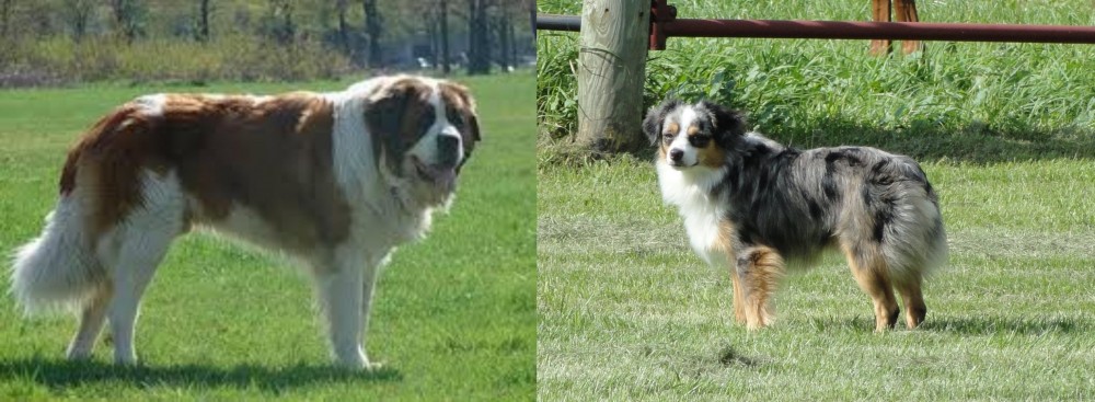 Toy Australian Shepherd vs Moscow Watchdog - Breed Comparison