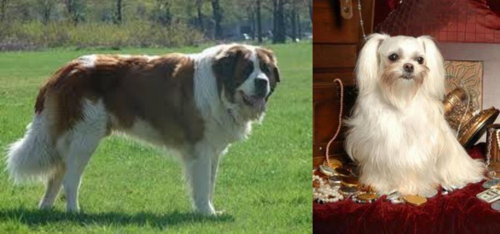 Toy Mi-Ki vs Moscow Watchdog - Breed Comparison