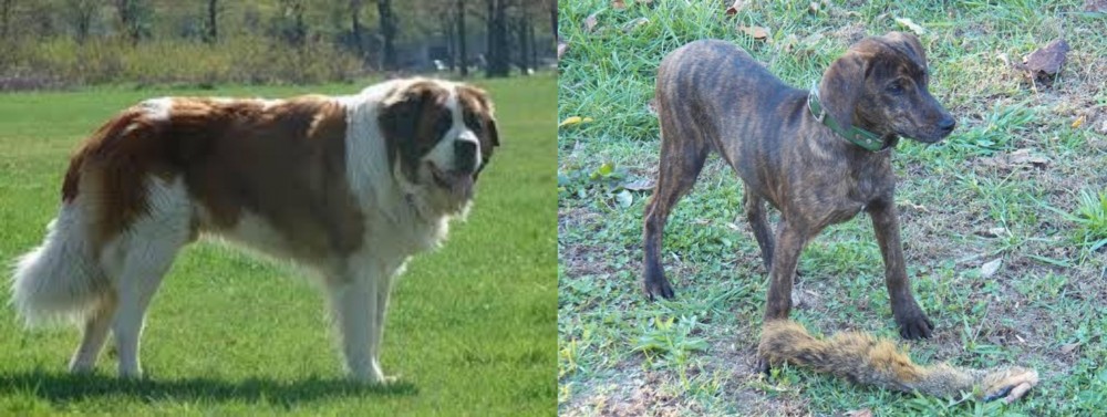 Treeing Cur vs Moscow Watchdog - Breed Comparison