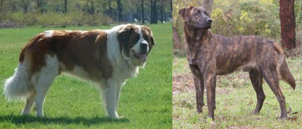 Treeing Tennessee Brindle vs Moscow Watchdog - Breed Comparison