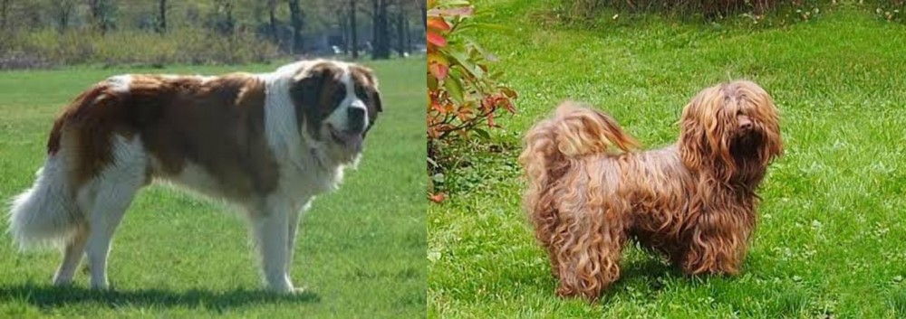 Tsvetnaya Bolonka vs Moscow Watchdog - Breed Comparison