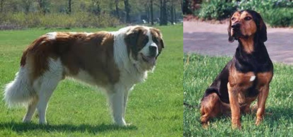 Tyrolean Hound vs Moscow Watchdog - Breed Comparison